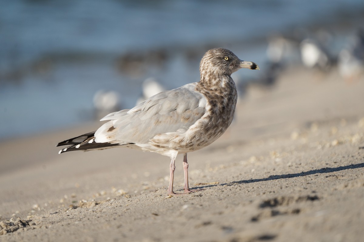 Herring Gull - ML492781691