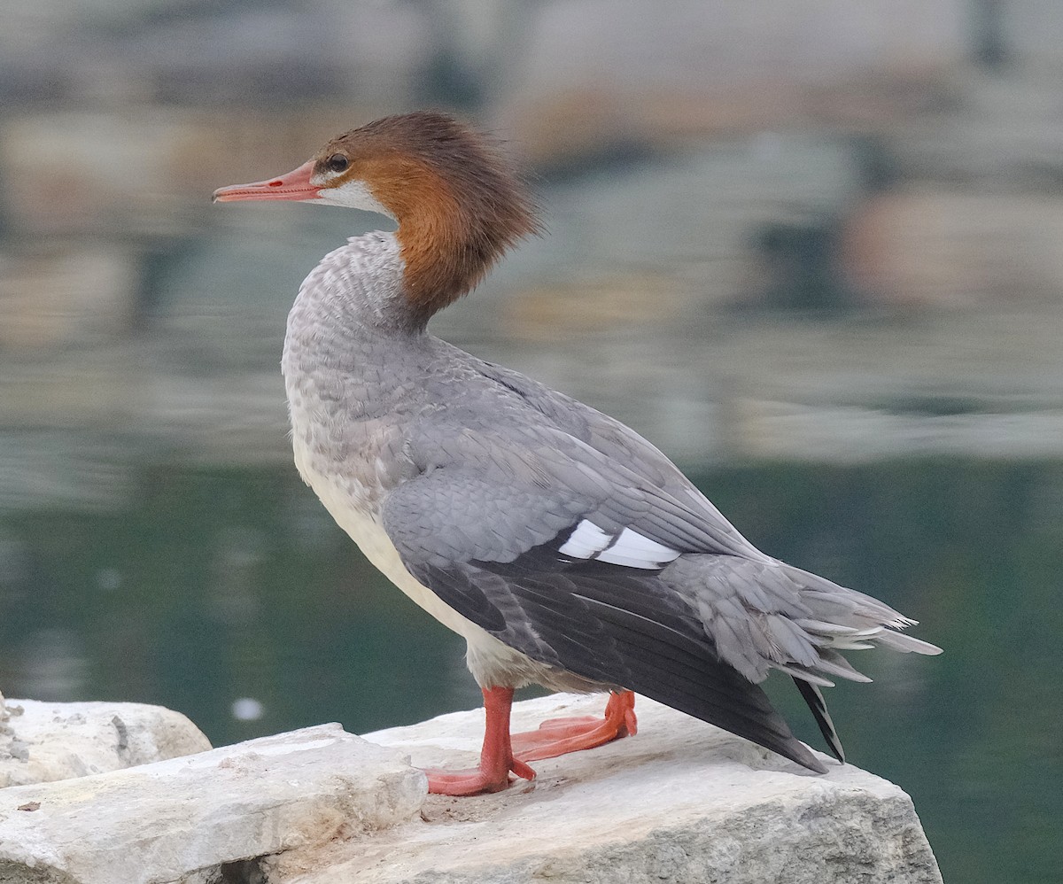 Common Merganser - ML492783041