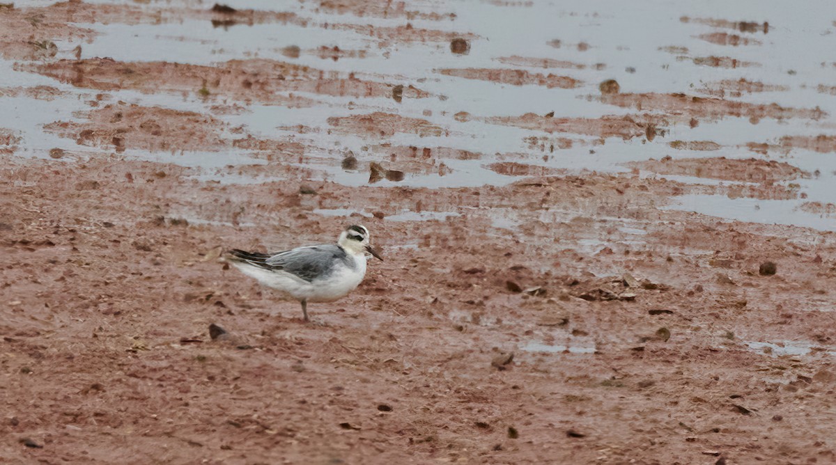 Red Phalarope - Chase Moxley