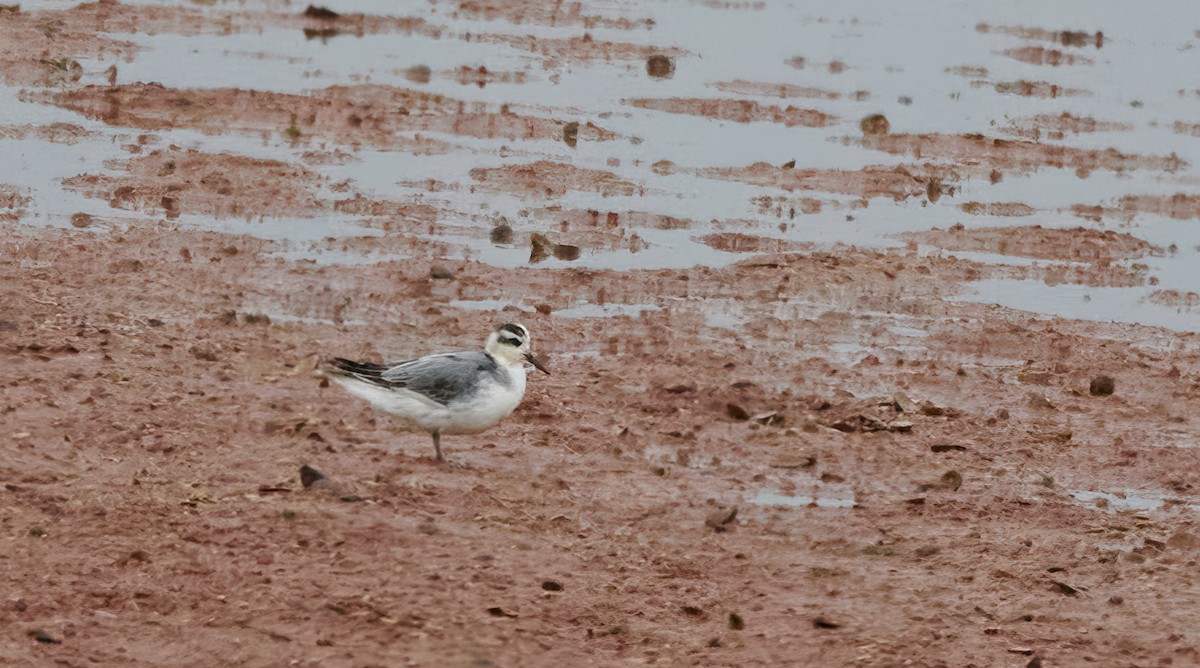 Falaropo Picogrueso - ML492784541