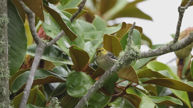 Hermit Warbler - ML492785791