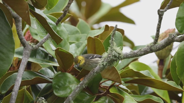 Hermit Warbler - ML492785801