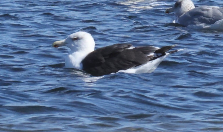 Great Black-backed Gull - ML492785841