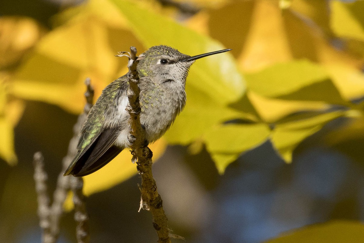 Anna's Hummingbird - Linda Vaxvick