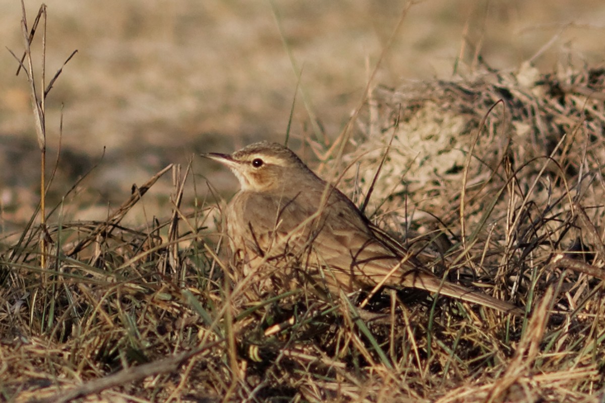 Long-billed Pipit - ML49278611