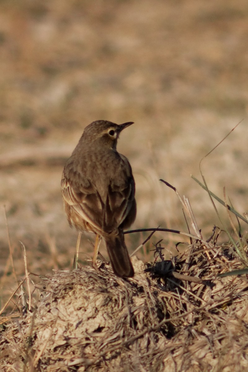 Long-billed Pipit - ML49278621