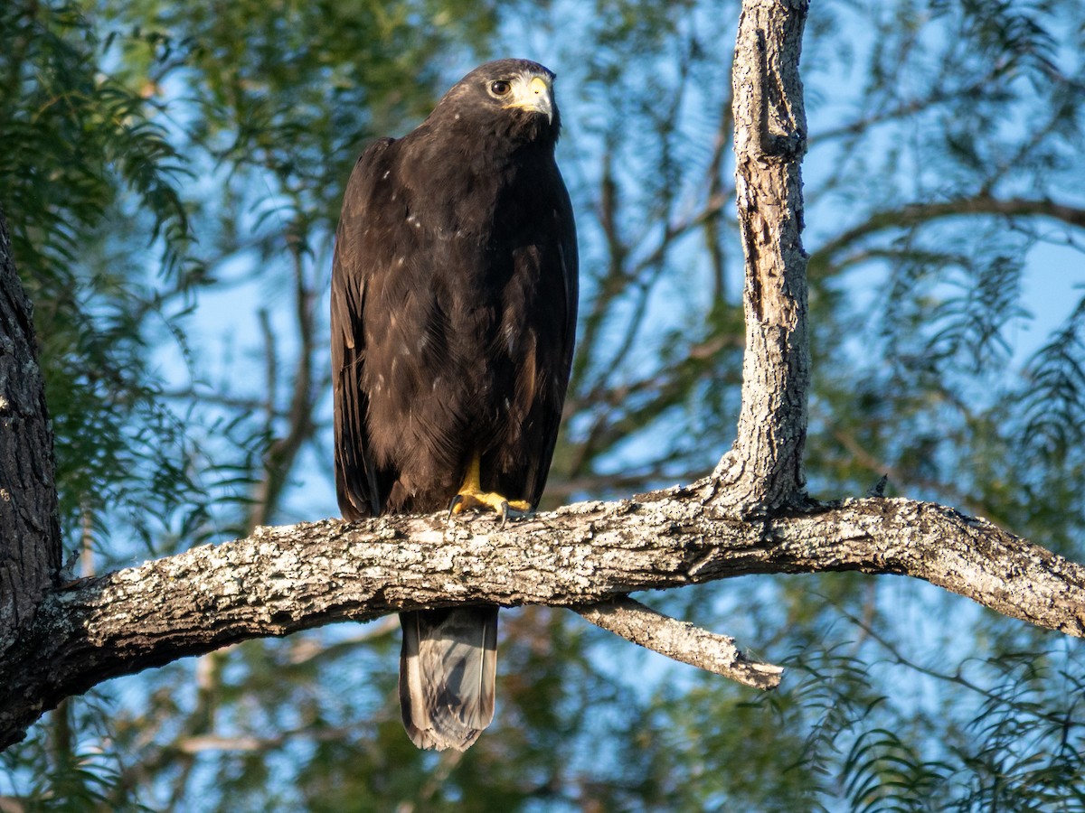 Zone-tailed Hawk - ML492786851