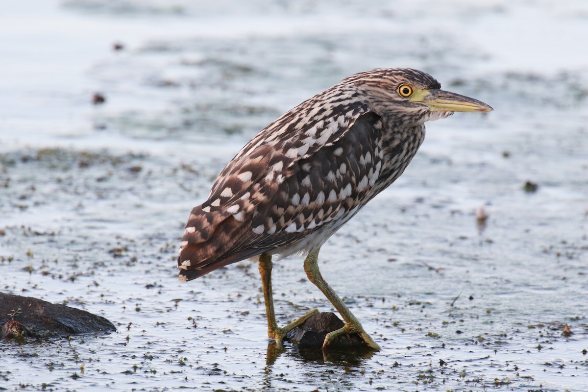 Nankeen Night Heron - Mikayla Burke