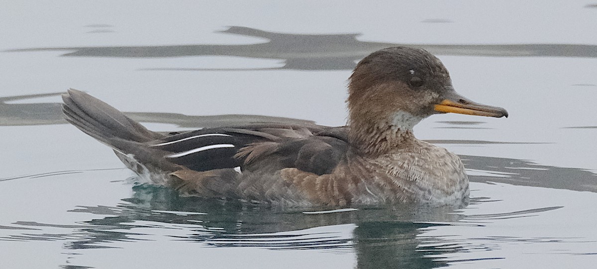 Hooded Merganser - ML492787401