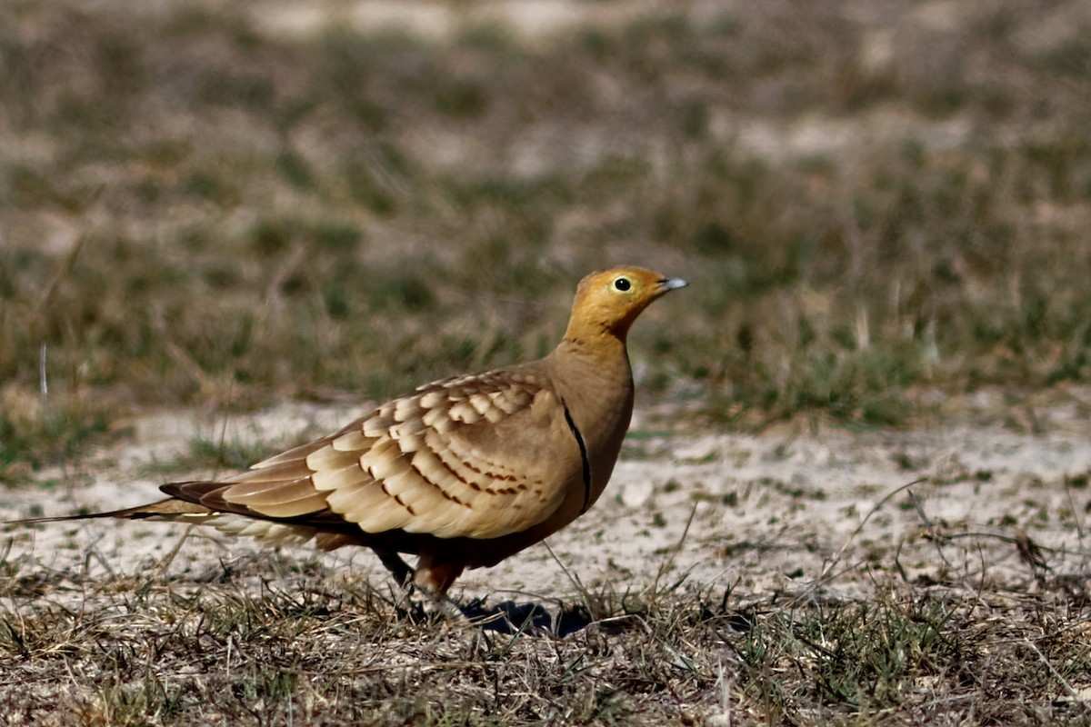 Chestnut-bellied Sandgrouse - ML49278761