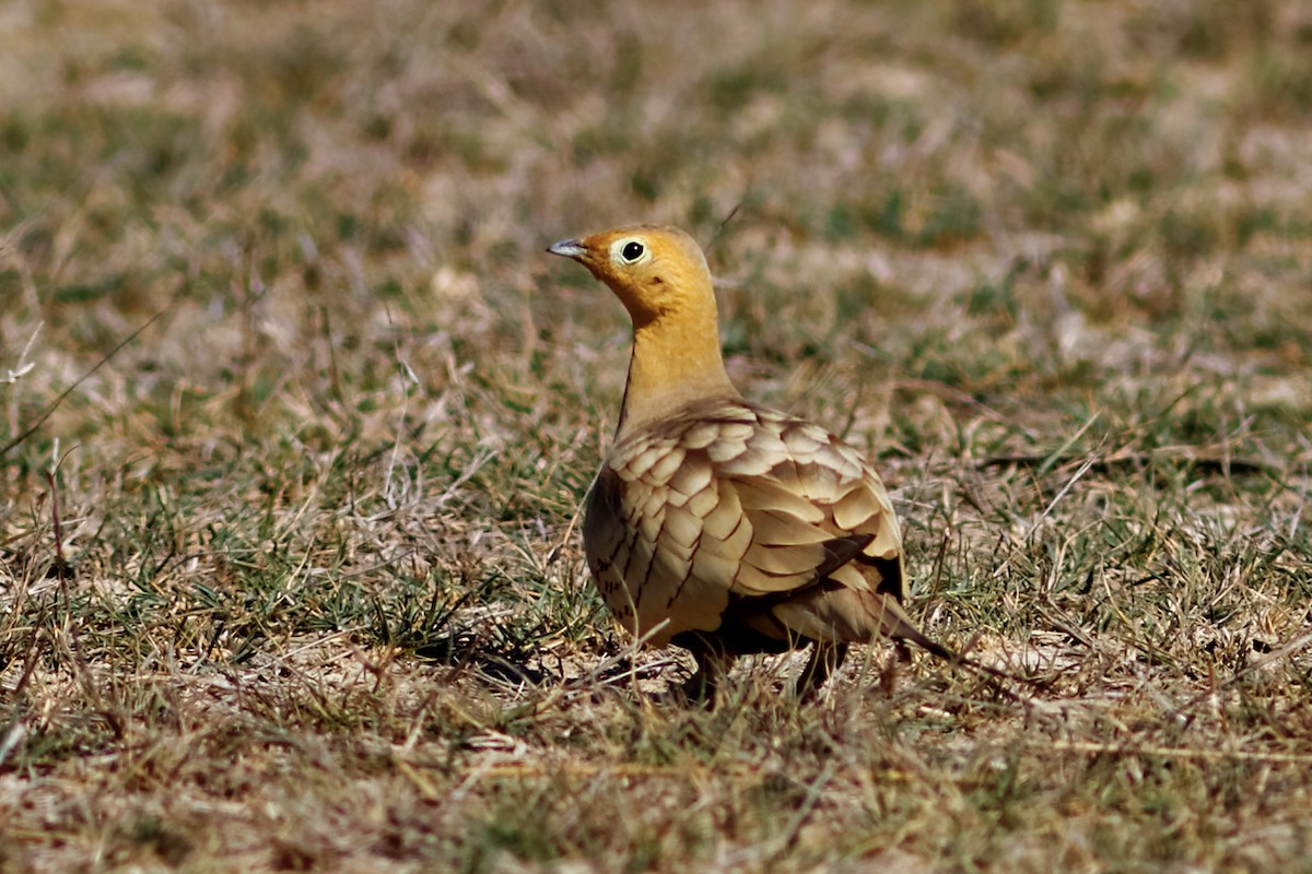 Chestnut-bellied Sandgrouse - ML49278801