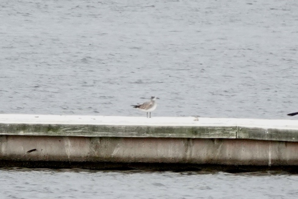 Laughing Gull - ML492788781