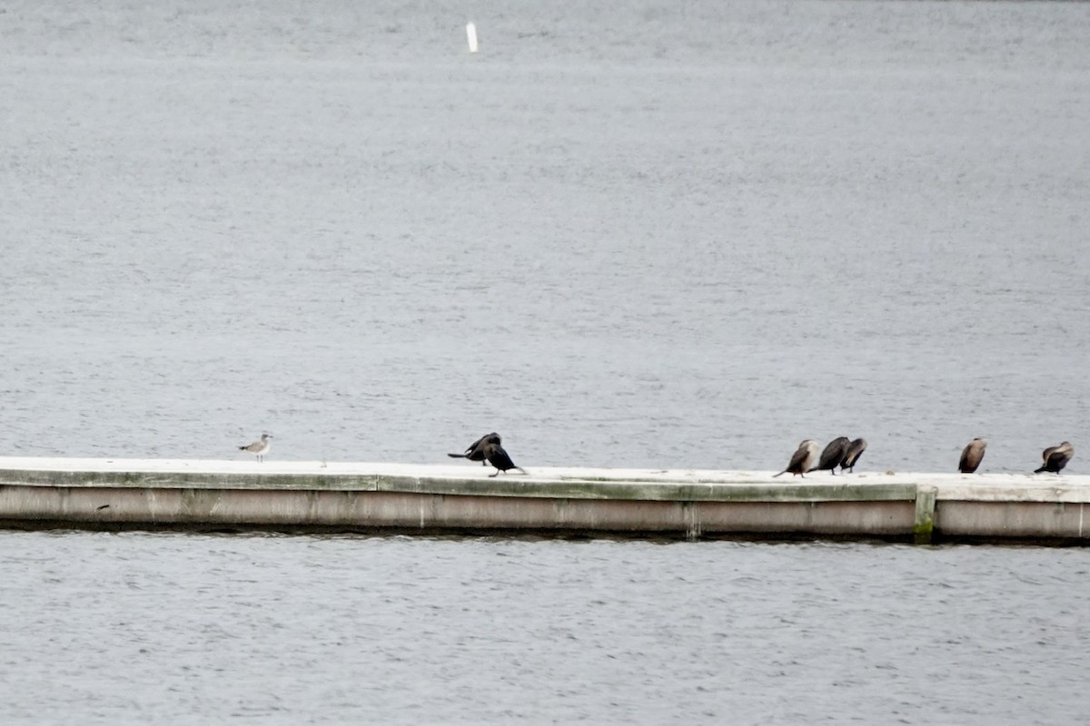Laughing Gull - ML492789131