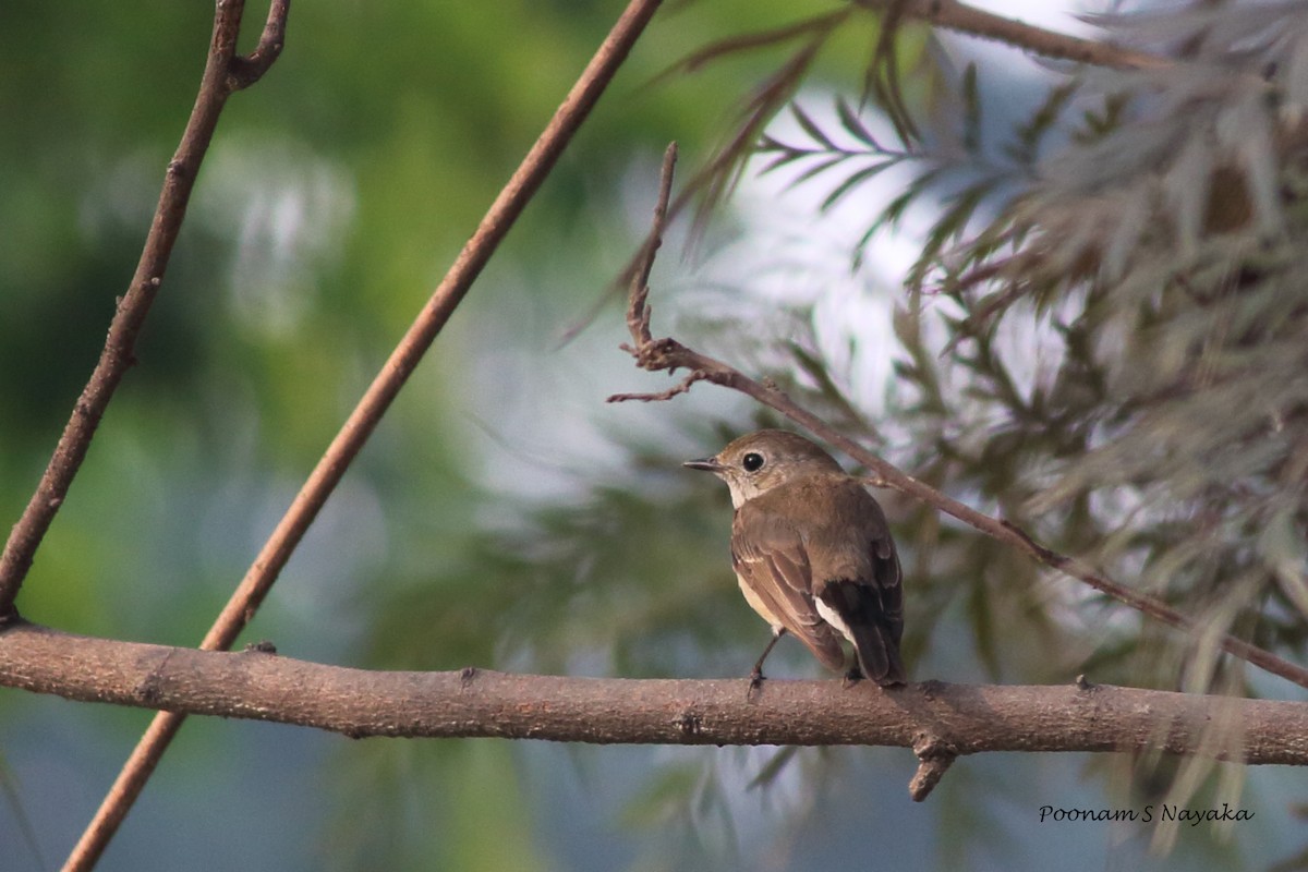 Taiga Flycatcher - ML49278941