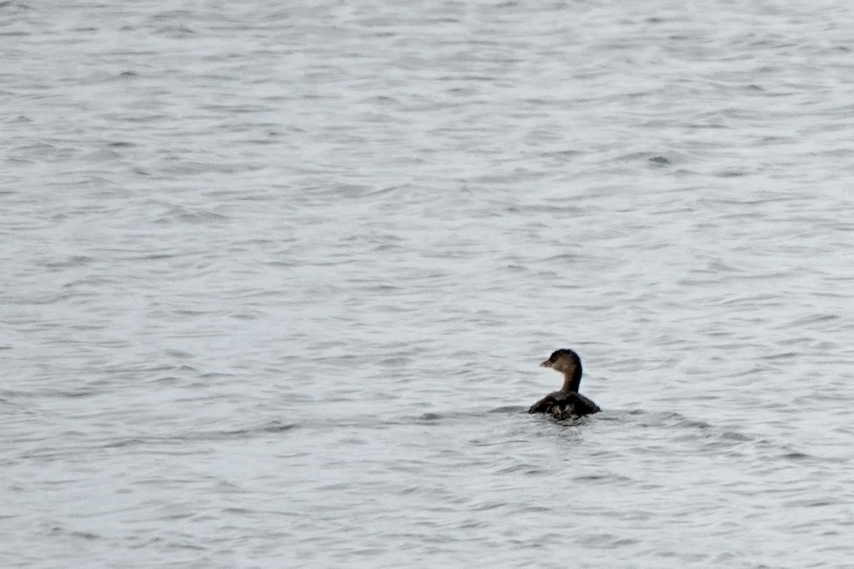 Pied-billed Grebe - ML492789531