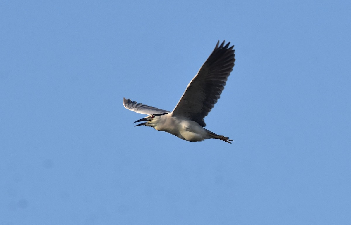 Black-crowned Night Heron - ML492790711