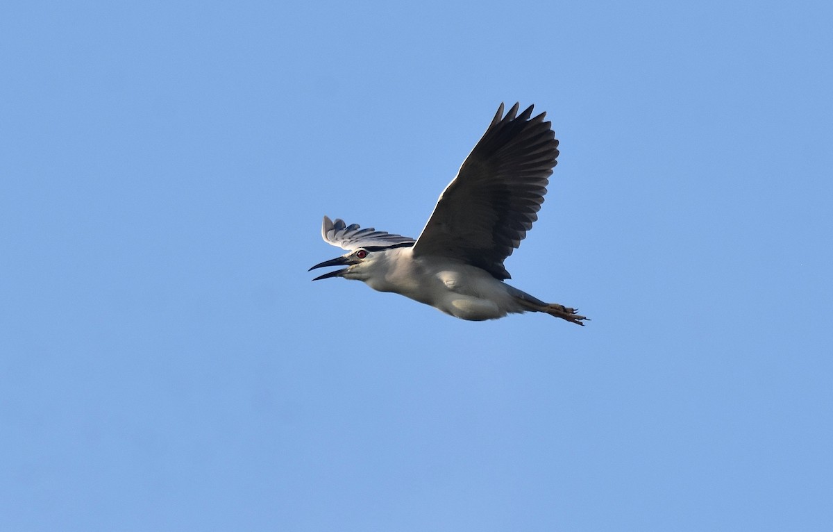 Black-crowned Night Heron - ML492790721