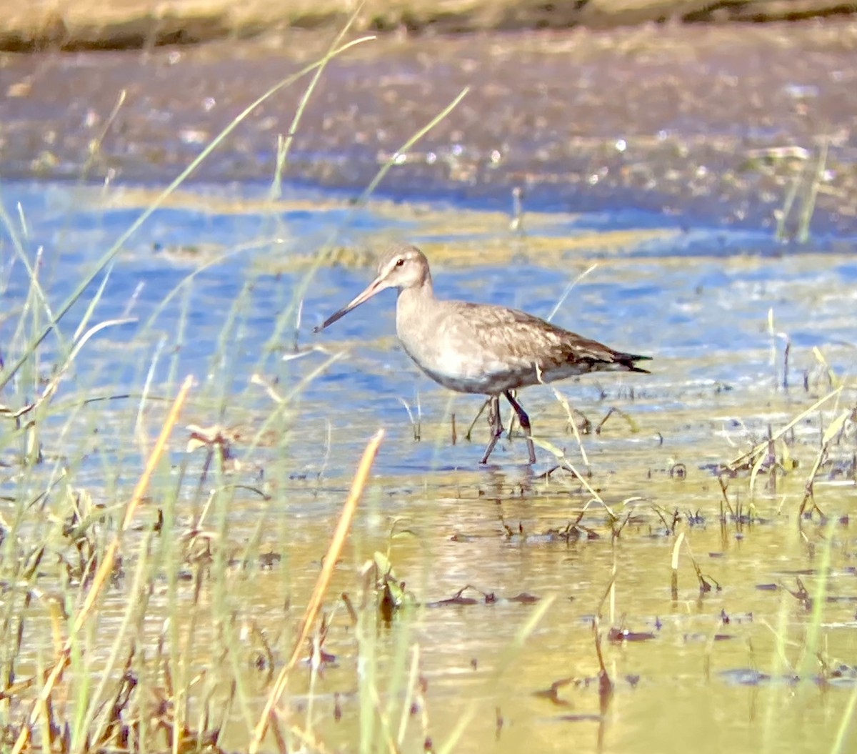 Hudsonian Godwit - ML492791441