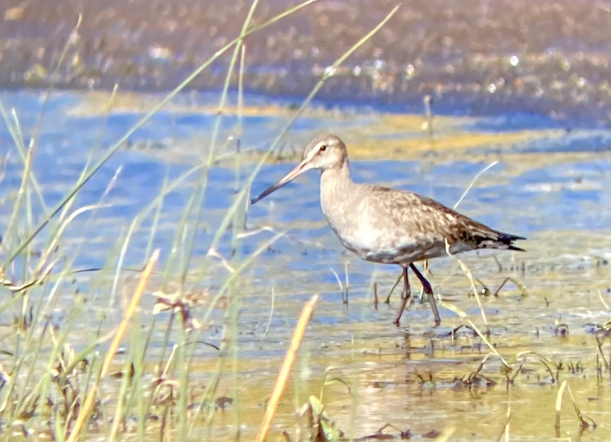 Hudsonian Godwit - ML492791451