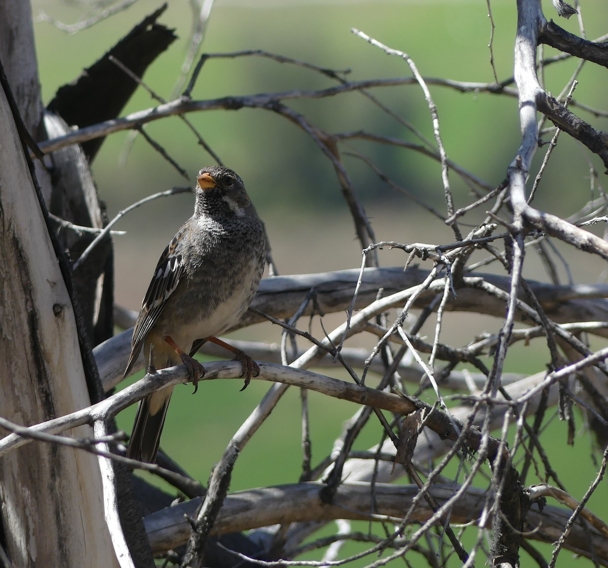 Mourning Sierra Finch - joaquin vial