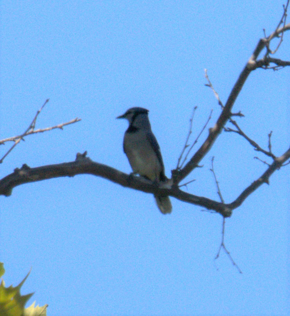 Blue Jay - ML492791731