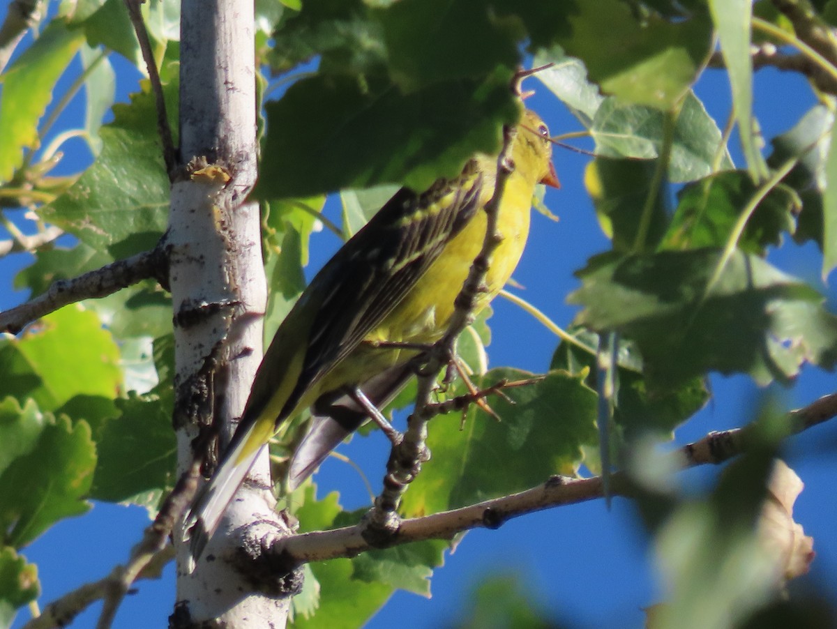 Western Tanager - ML492792751