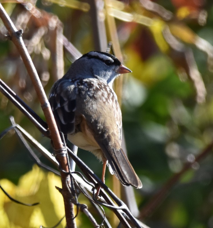 White-crowned Sparrow - Regis Fortin