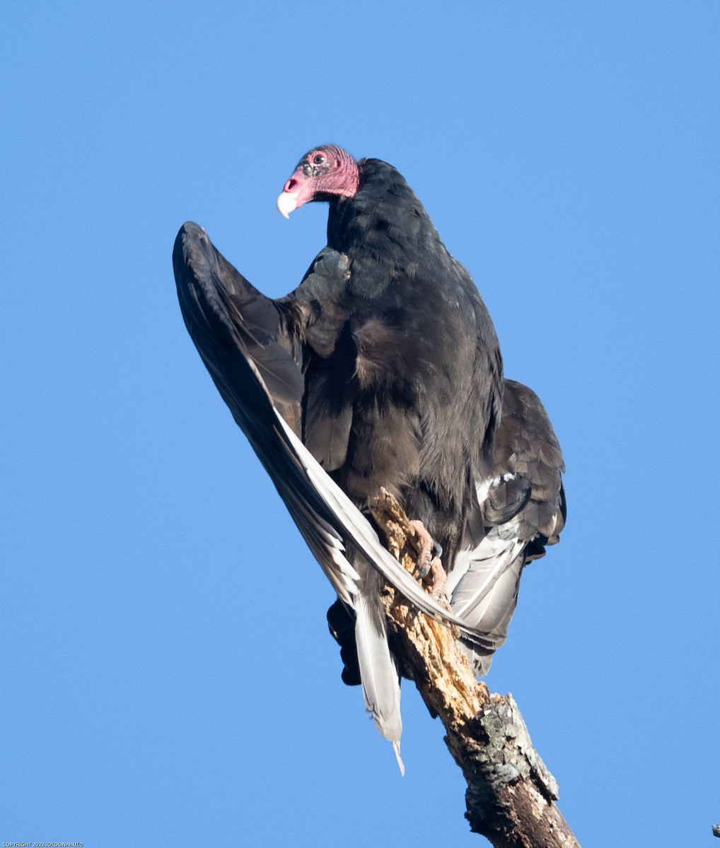 Turkey Vulture - ML492797221