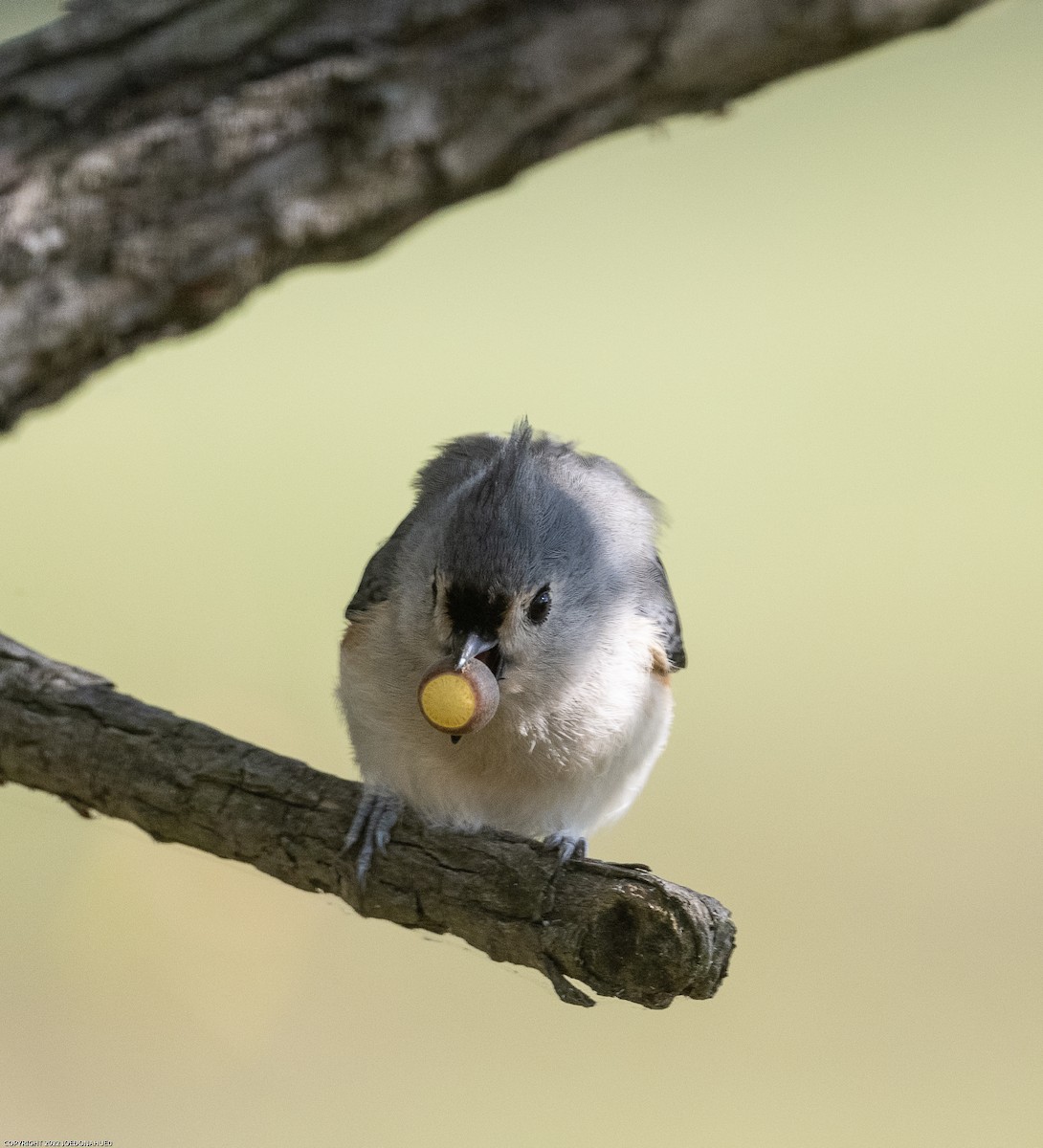 Tufted Titmouse - ML492797581