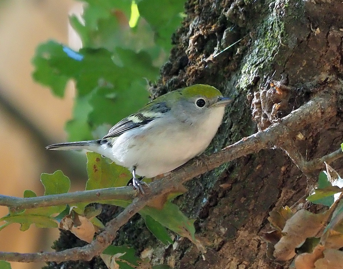 brunsideparula - ML492797771