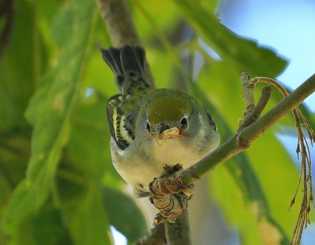brunsideparula - ML492797781
