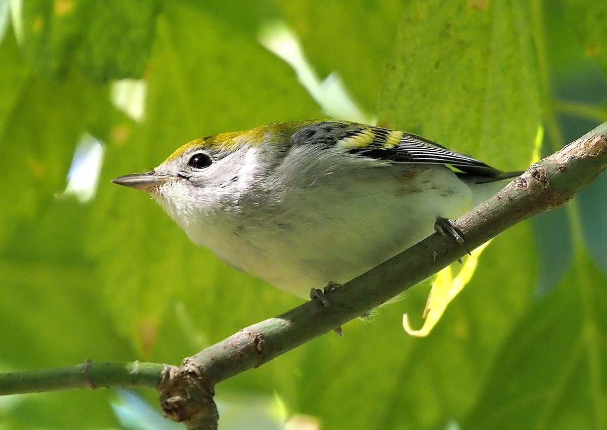 brunsideparula - ML492797791