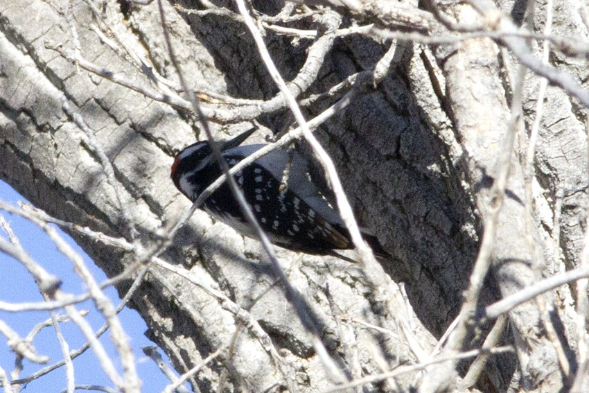 Hairy Woodpecker (Eastern) - Richard Bunn