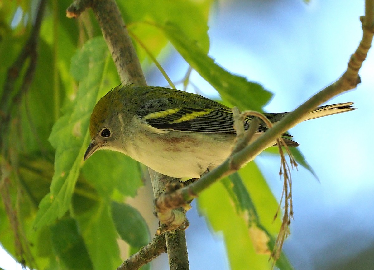 brunsideparula - ML492798551