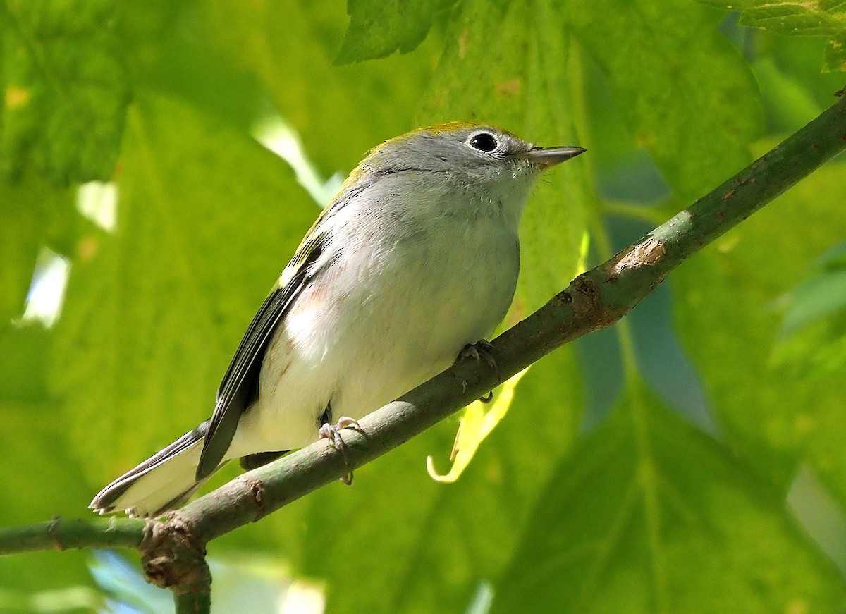brunsideparula - ML492798561
