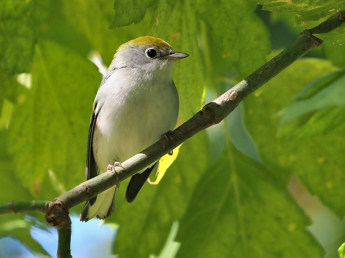 brunsideparula - ML492798571