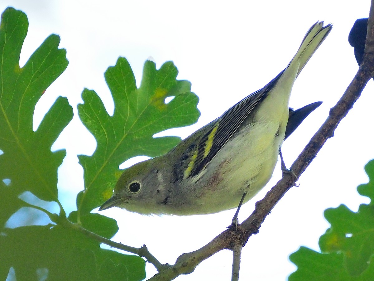 brunsideparula - ML492798641