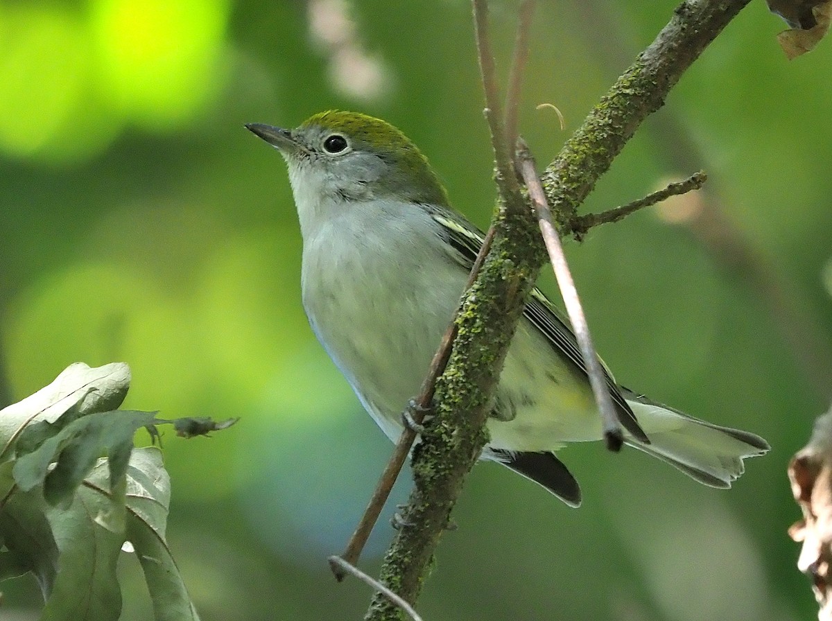 brunsideparula - ML492798651