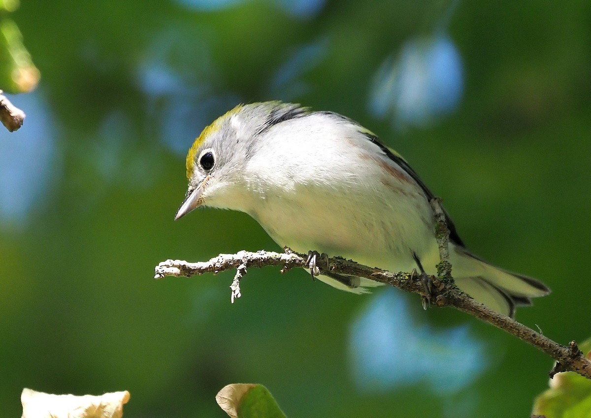 brunsideparula - ML492798661