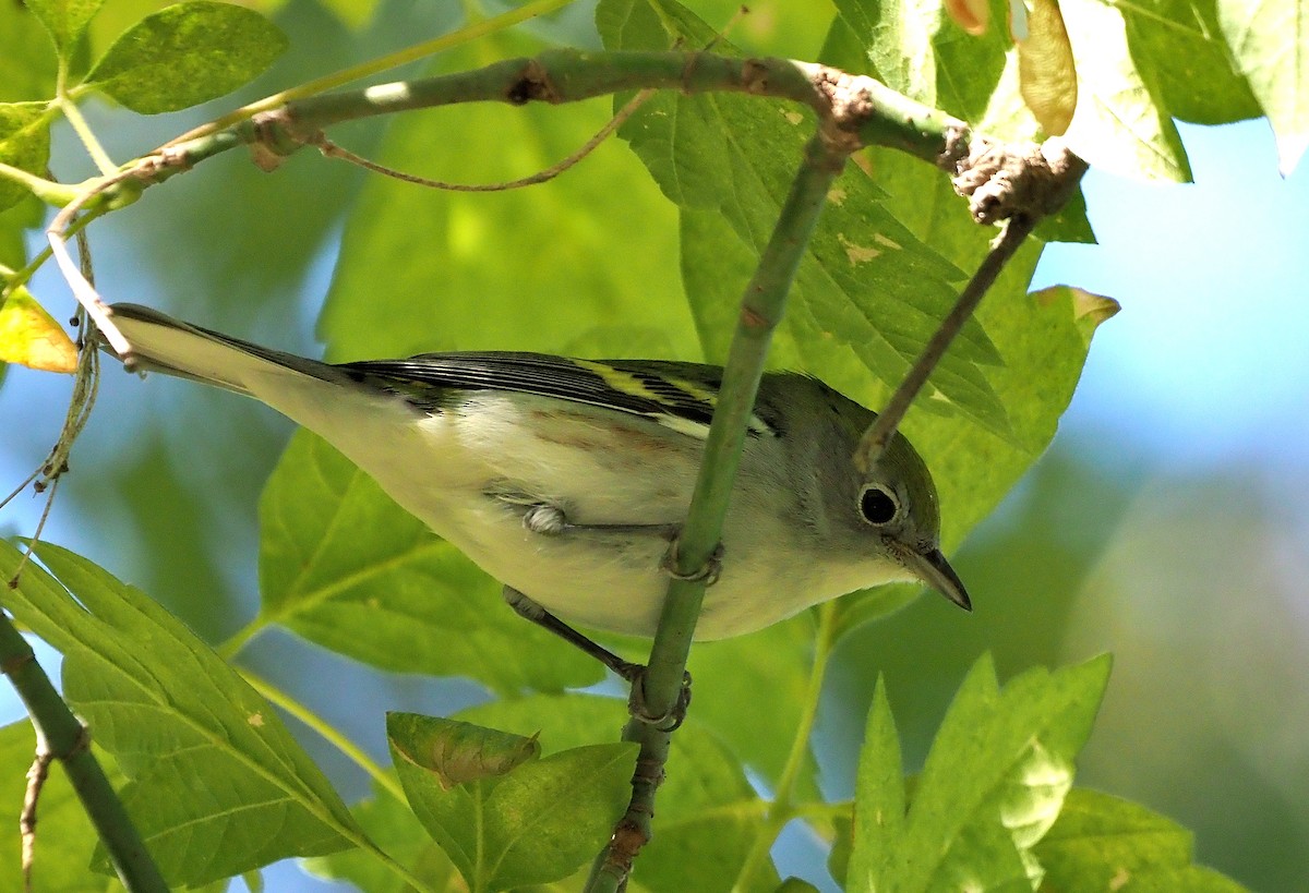 brunsideparula - ML492798671