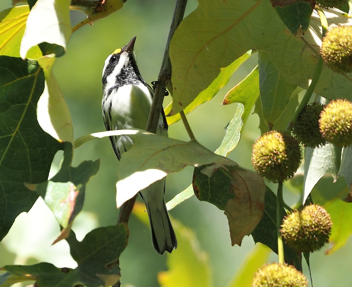 gråparula - ML492798761