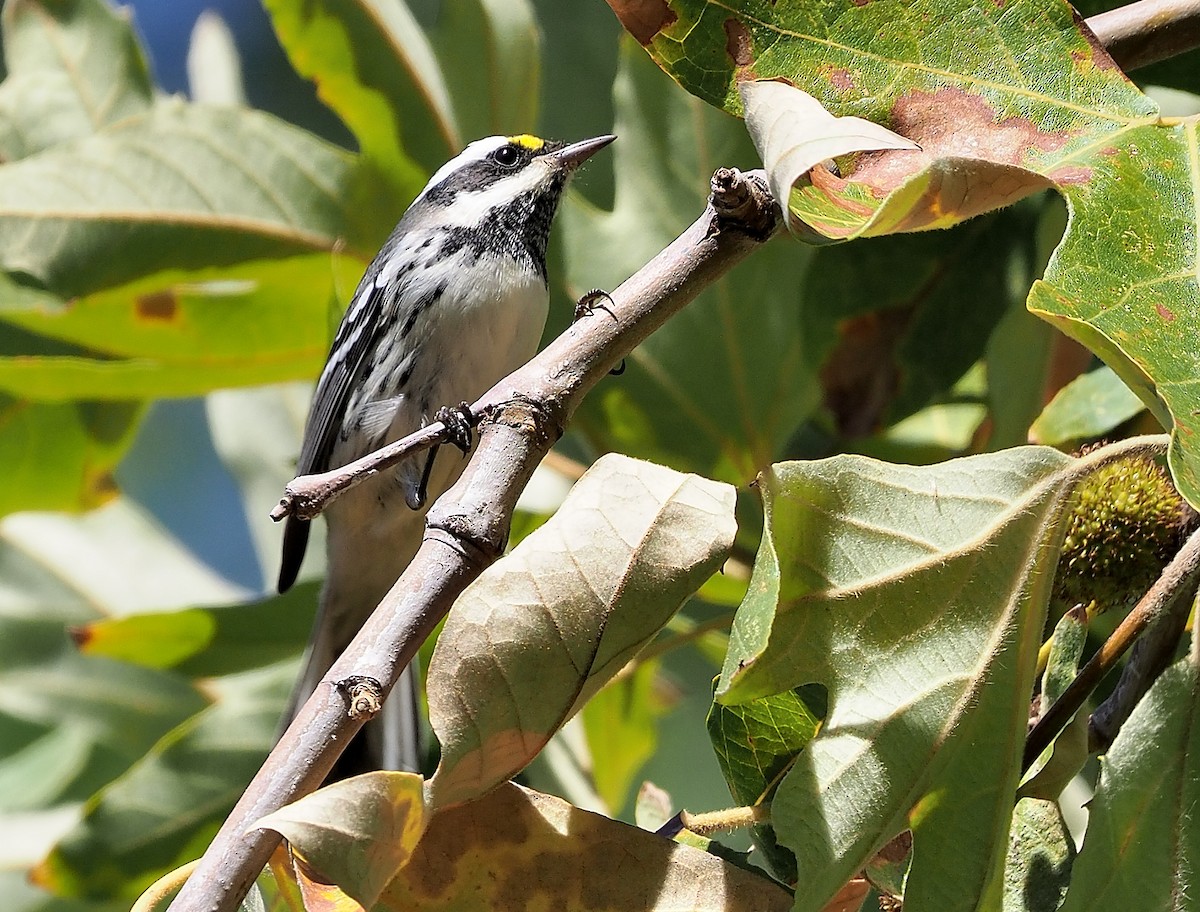 gråparula - ML492798771
