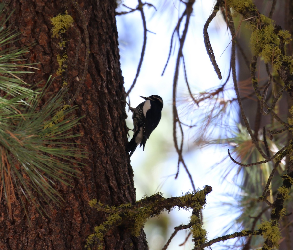Williamson's Sapsucker - ML492800031