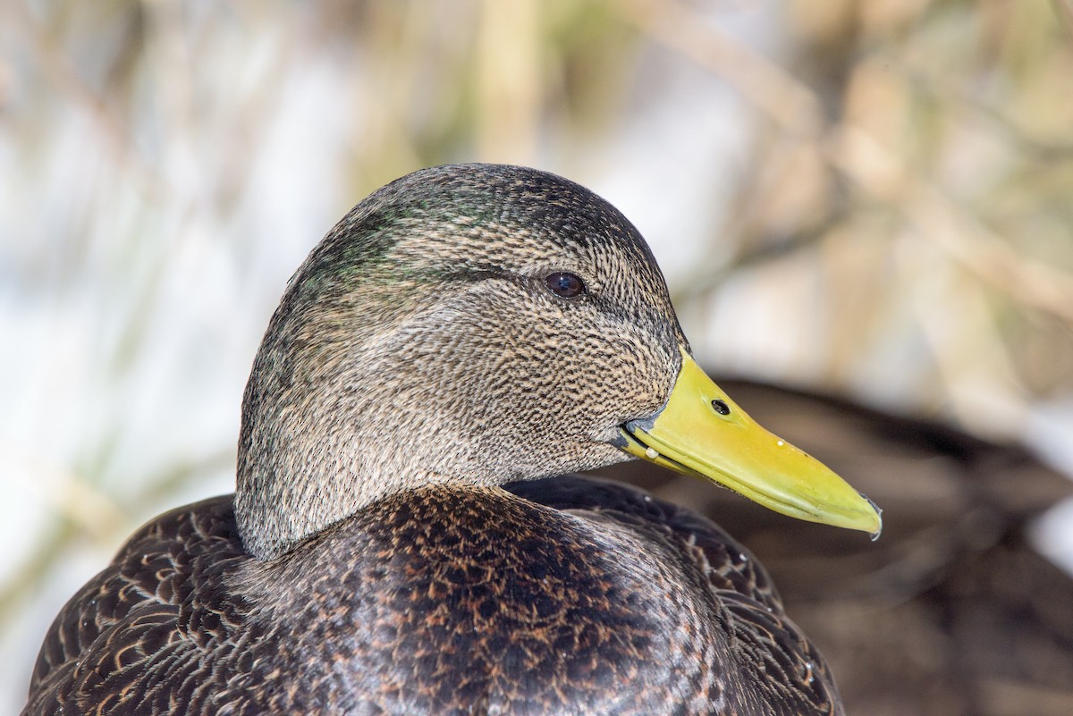 Mallard x American Black Duck (hybrid) - Frank King