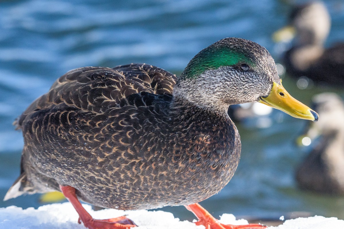 Mallard x American Black Duck (hybrid) - ML49280321