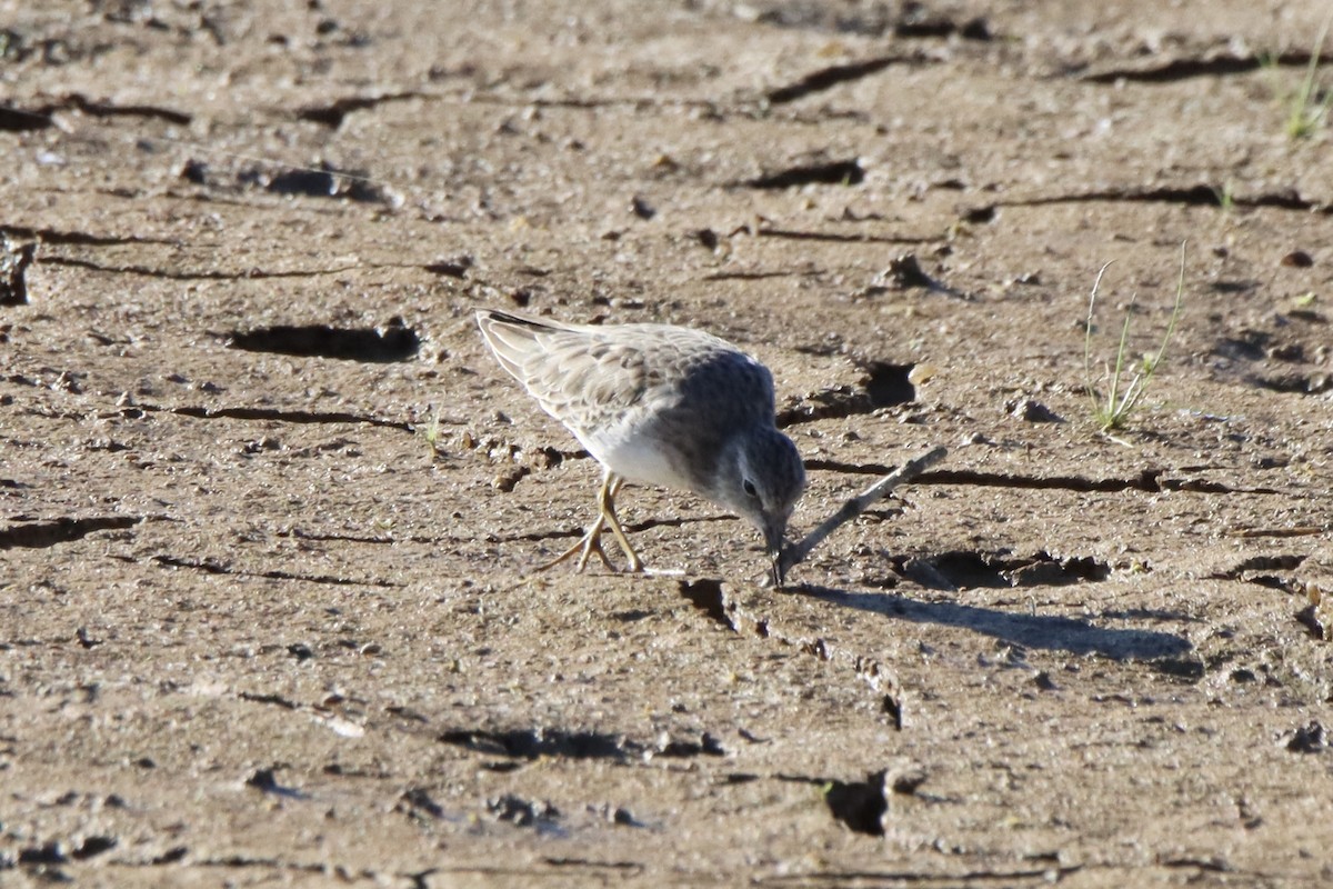 Least Sandpiper - ML492803461
