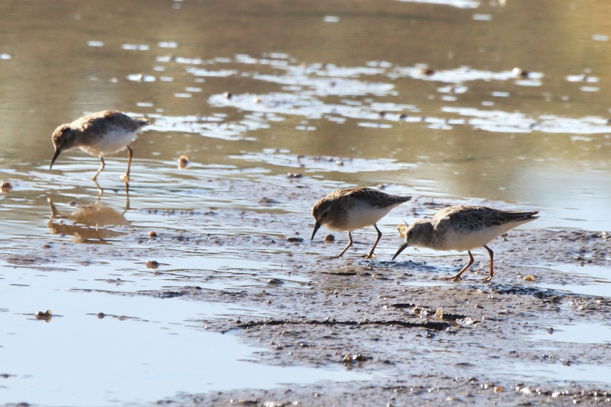 Least Sandpiper - ML492803471