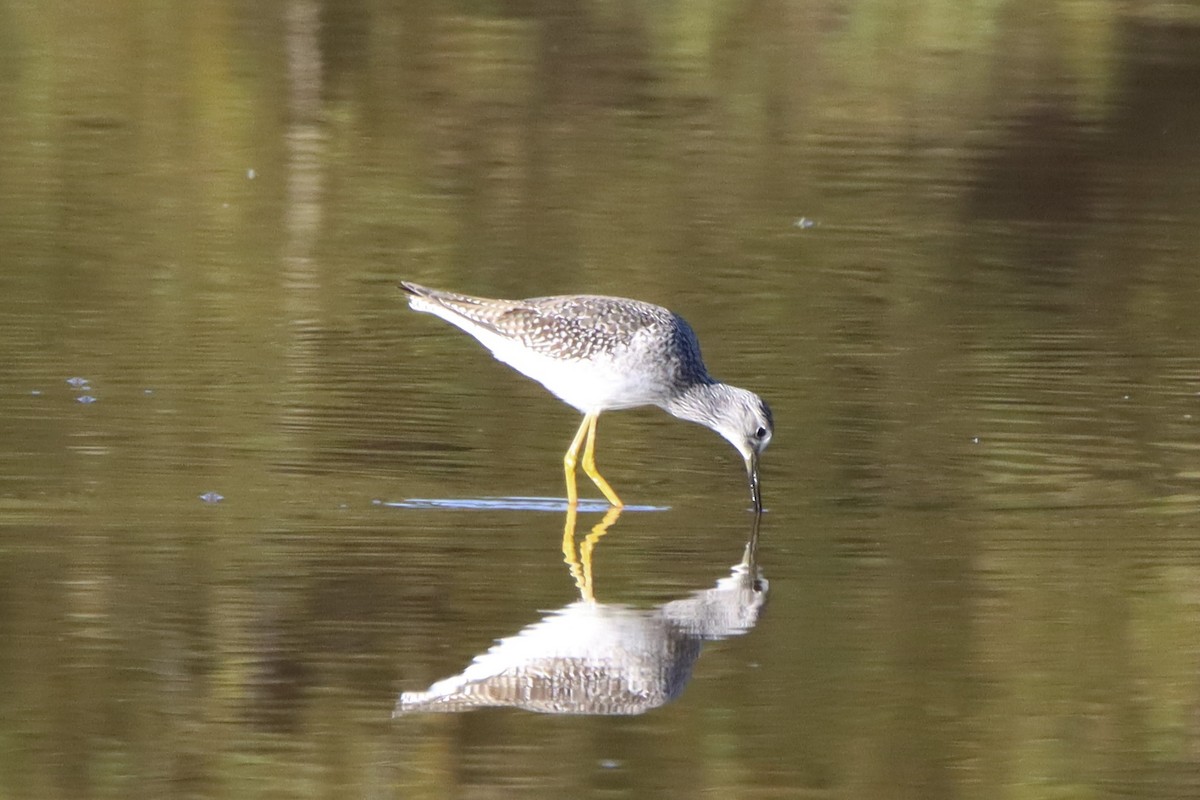 Greater Yellowlegs - ML492803511