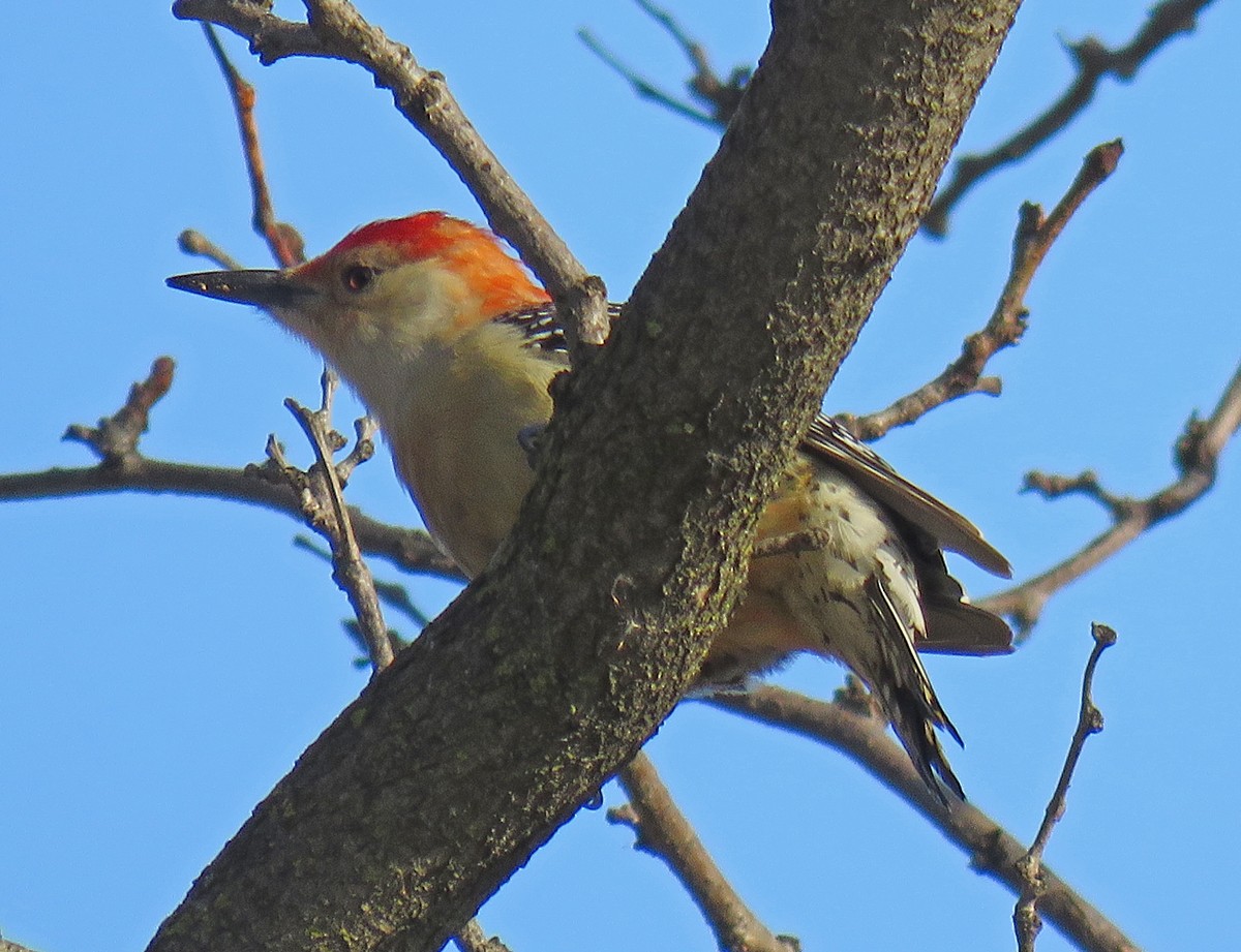 Red-bellied Woodpecker - ML49280361