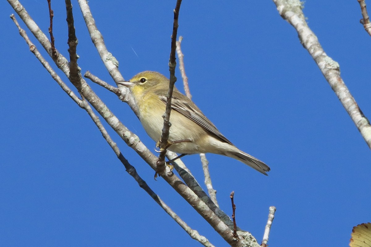 Pine Warbler - ML492803621